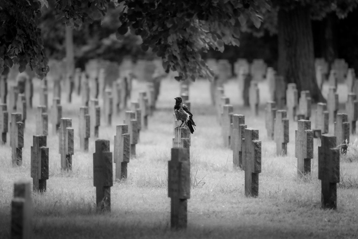 Print_ Nebelkrähe am Sodatenfriedhof