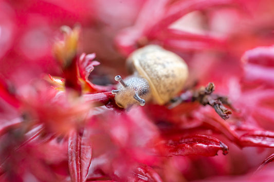 Print_Schnecke im Ahorn