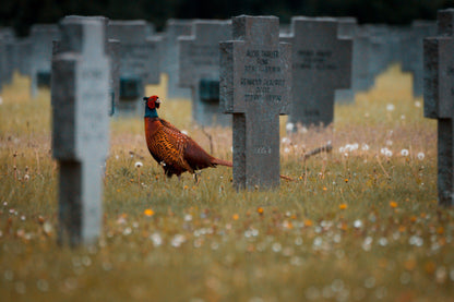 Print_Fasen am Soldatenfriedhof