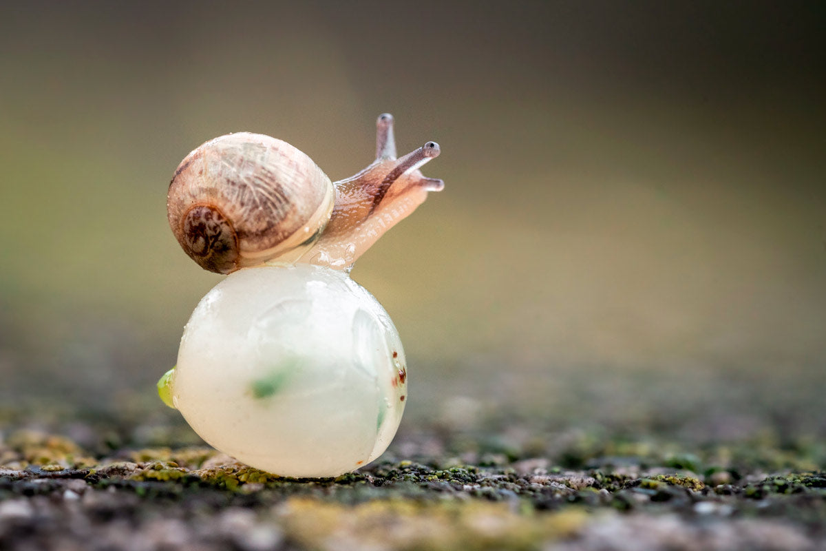 Print_Junge Schnecke auf Mistelfrucht