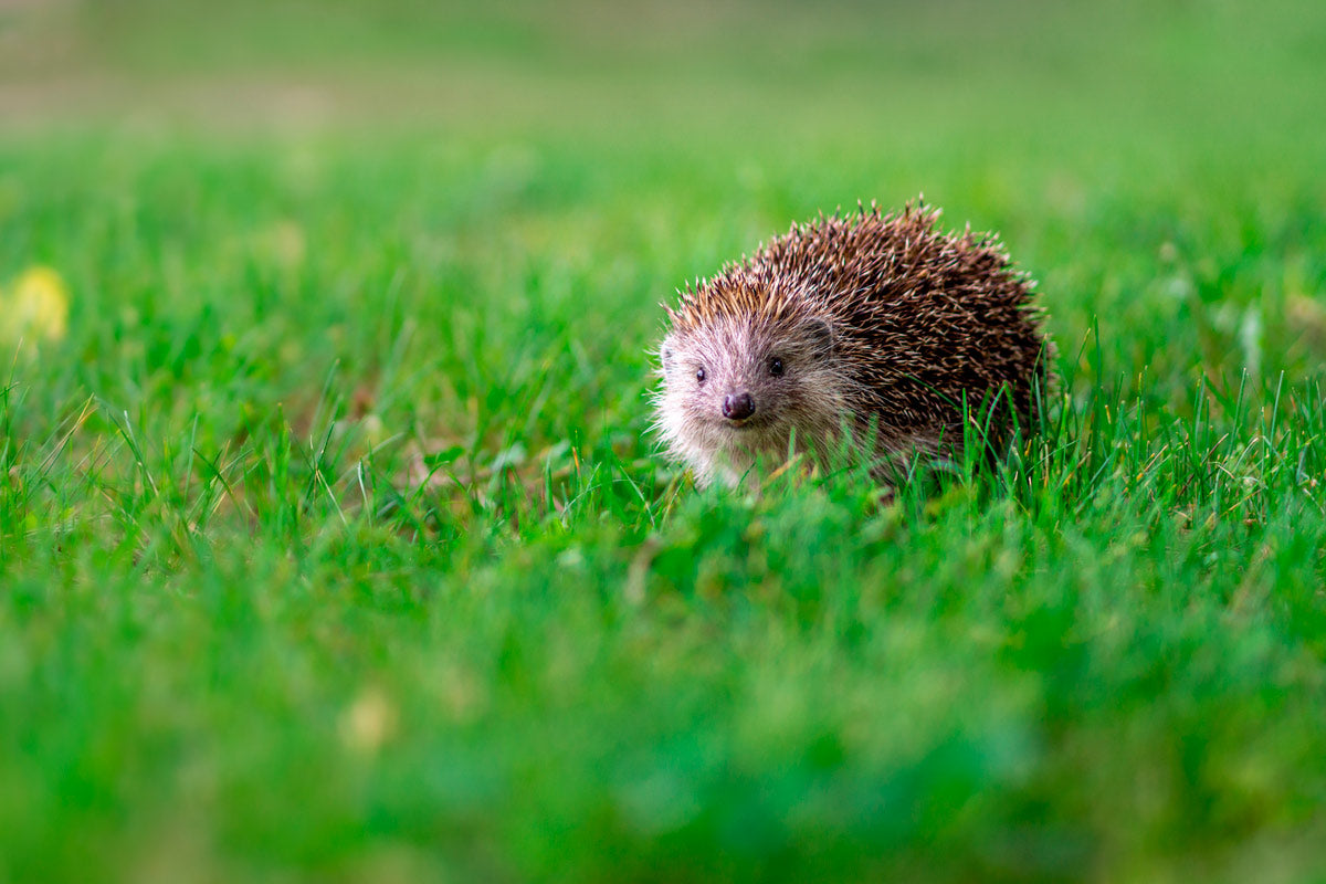 Print_ Igel in der Wiese