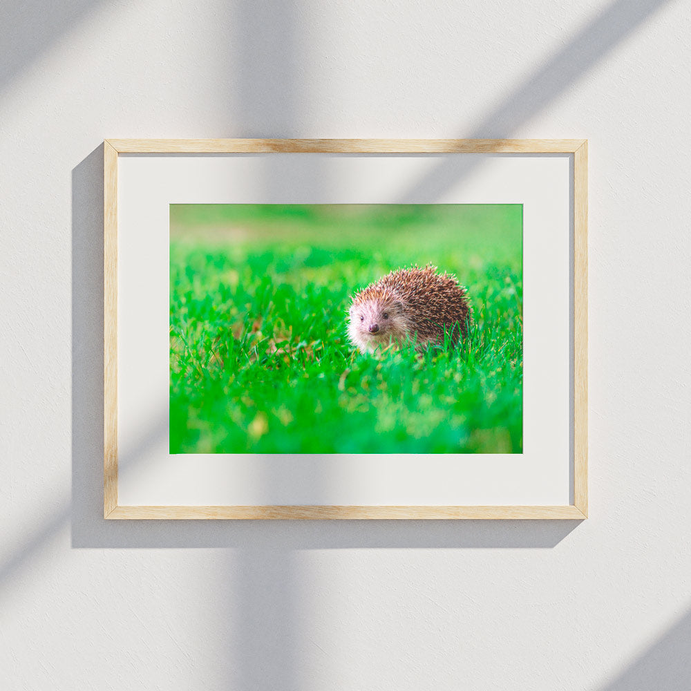 Print_ Igel in der Wiese