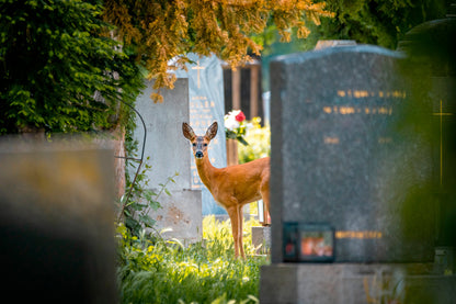 Print_Reh am Wiener Zentralfriedhof