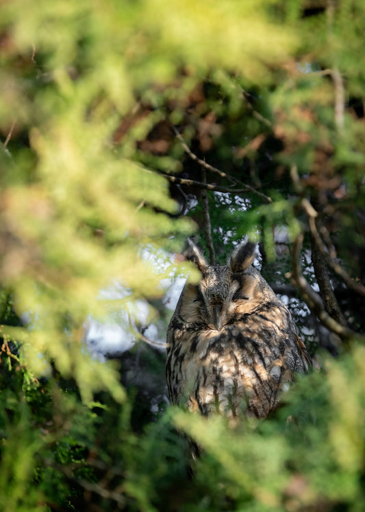 Print_Waldohreule in ihrem Versteck